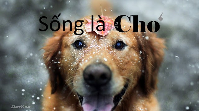 Ảnh bìa Facebook cover đẹp và độc