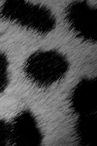 Hình nền Động Vật đẹp dễ thương cho Android