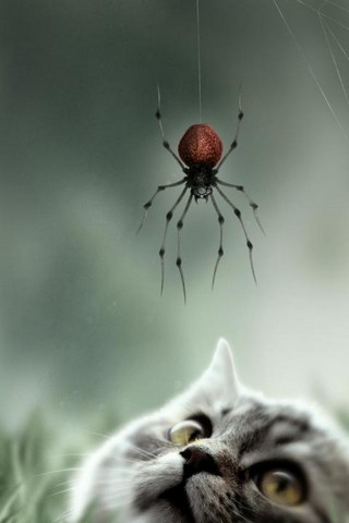 Hình nền Động Vật đẹp dễ thương cho Android