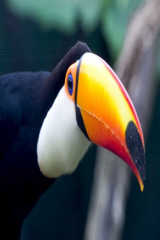 Hình nền Động Vật đẹp dễ thương cho Android