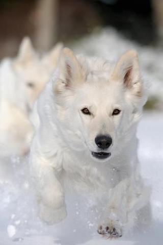 Hình nền Động Vật đẹp dễ thương cho Android