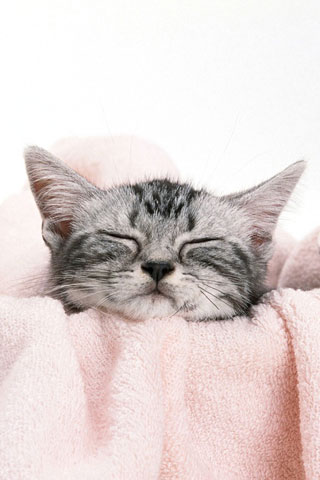 Hình nền Động Vật đẹp dễ thương cho Android