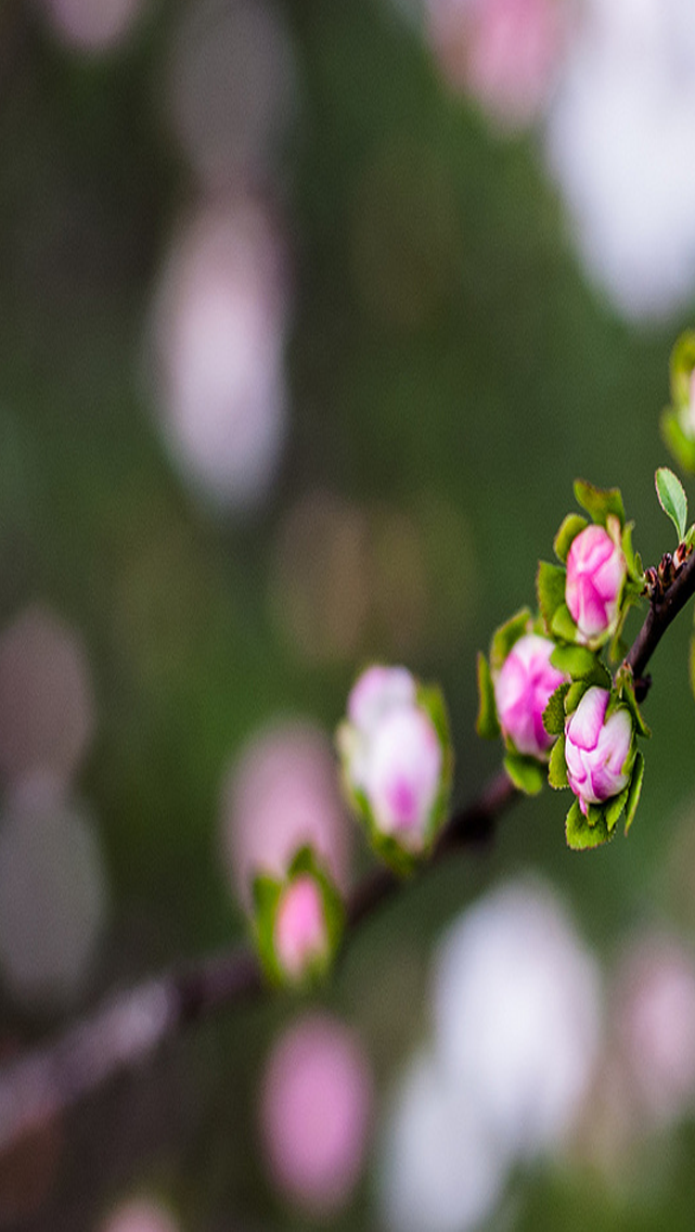 Hình nền năm mới 2015 đẹp nhất cho iPhone