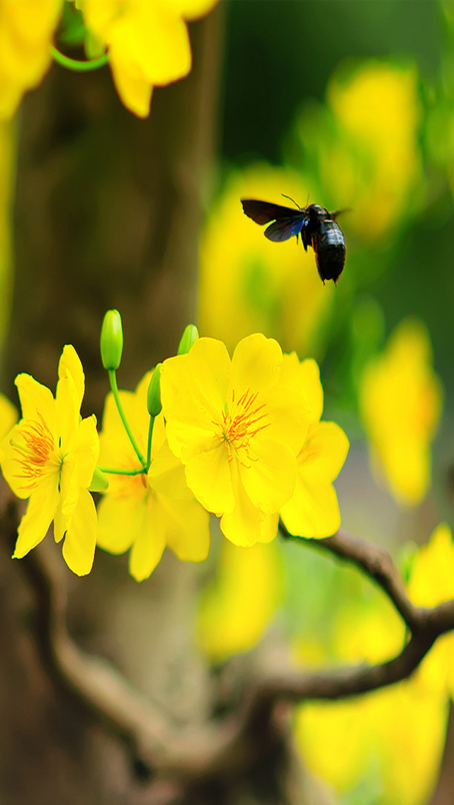 Hình nền năm mới 2015 đẹp nhất cho iPhone