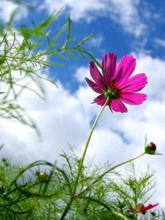 Hình nền 240x320 đẹp